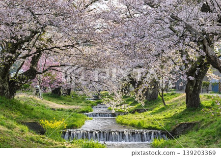 福島縣豬苗代町，春天的櫻花樹排，觀音寺川櫻花盛開 139203369