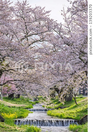 福島縣豬苗代町,春天的櫻花樹排,觀音寺川櫻花盛開 福島縣豬苗代町,春天的櫻花樹排,觀音寺川櫻花盛開 139203370