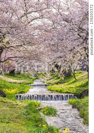福島縣豬苗代町,春天的櫻花樹排,觀音寺川櫻花盛開 福島縣豬苗代町,春天的櫻花樹排,觀音寺川櫻花盛開 139203372