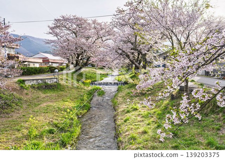 福島縣豬苗代町,春天的櫻花樹排,觀音寺川櫻花盛開 福島縣豬苗代町,春天的櫻花樹排,觀音寺川櫻花盛開 139203375