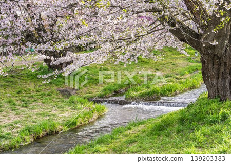 Spring cherry blossom trees in full bloom along the Kannonji River in Inawashiro, Fukushima Prefecture 139203383