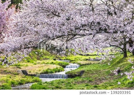 Spring cherry blossom trees in full bloom along the Kannonji River in Inawashiro, Fukushima Prefecture Spring cherry blossom trees in full bloom along the Kannonji River in Inawashiro, Fukushima Prefecture 139203391