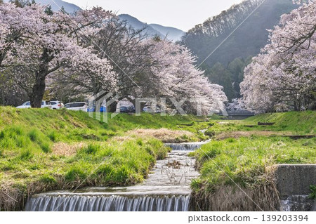 福島縣豬苗代町,春天的櫻花樹排,觀音寺川櫻花盛開 福島縣豬苗代町,春天的櫻花樹排,觀音寺川櫻花盛開 139203394