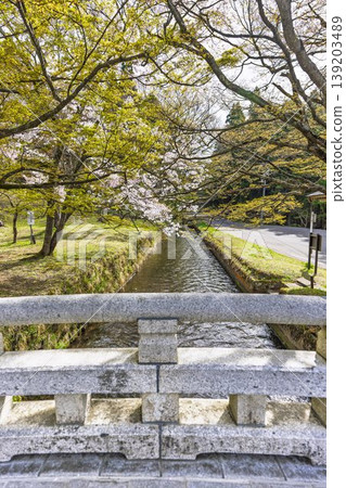 Tsuchitsu Shrine in spring: The sacred bridge and cherry blossoms, Inawashiro Town, Fukushima Prefecture Tsuchitsu Shrine in spring: The sacred bridge and cherry blossoms, Inawashiro Town, Fukushima Prefecture 139203489