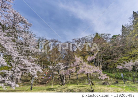 春日土津神社:通往神社的道路和櫻花,福島縣豬苗代町 春日土津神社:通往神社的道路和櫻花,福島縣豬苗代町 139203492