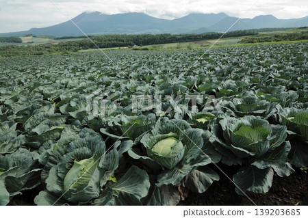 Cabbage field Cabbage field 139203685