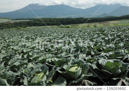 Cabbage field Cabbage field 139203692