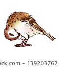 一隻麻雀一邊梳理羽毛一邊鞠躬（素描風格） 139203762