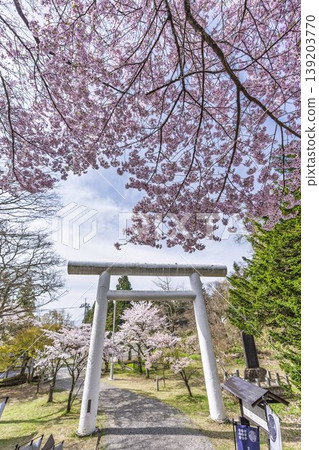 福島縣豬苗代町春天的道津神社、白色鳥居和盛開的櫻花 福島縣豬苗代町春天的道津神社、白色鳥居和盛開的櫻花 139203770