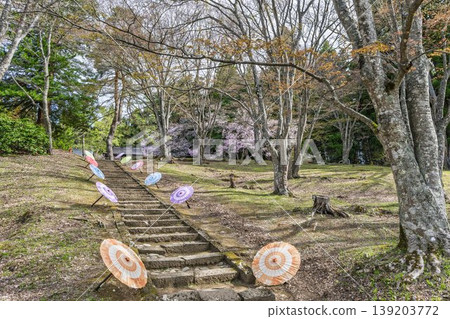 Tsuchitsu Shrine in spring: The approach to the shrine and cherry blossoms, Inawashiro Town, Fukushima Prefecture Tsuchitsu Shrine in spring: The approach to the shrine and cherry blossoms, Inawashiro Town, Fukushima Prefecture 139203772