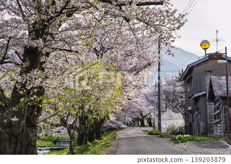 春天的櫻花樹：福島縣豬苗代町觀音寺川沿岸和城鎮景觀中盛開的櫻花。 139203879