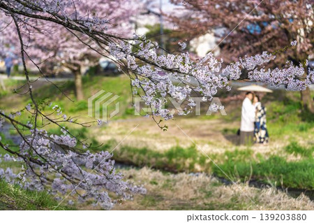 Cherry blossom trees in spring: Cherry blossoms in full bloom along the Kannonji River, and a man and woman with a traditional Japanese umbrella in Inawashiro Town, Fukushima Prefecture. 139203880