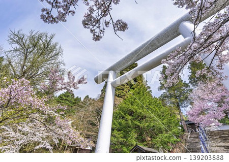 Spring at Tsuchi Shrine: White torii gates and cherry blossoms in full bloom, Inawashiro Town, Fukushima Prefecture Spring at Tsuchi Shrine: White torii gates and cherry blossoms in full bloom, Inawashiro Town, Fukushima Prefecture 139203888