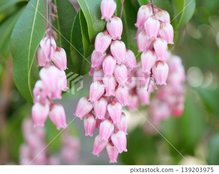 Andromeda, which blooms with pink flowers Andromeda, which blooms with pink flowers 139203975