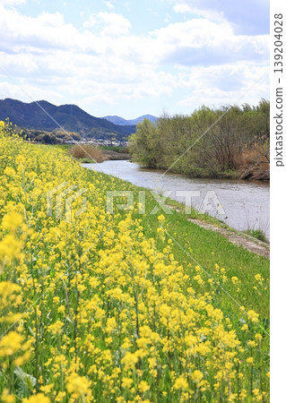 Hoshoji River and rape blossoms 8 Hoshoji River and rape blossoms 8 139204028