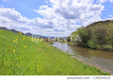 Hoshoji River and rape blossoms 7 Hoshoji River and rape blossoms 7 139204029