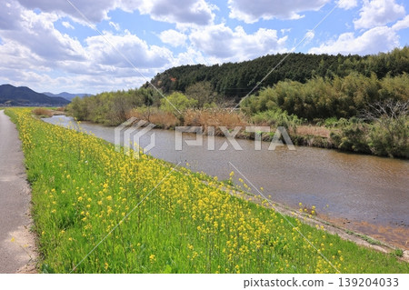 Hoshoji River and rapeseed blossoms 3 139204033