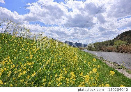 Hoshoji River and rape blossoms 15 Hoshoji River and rape blossoms 15 139204040