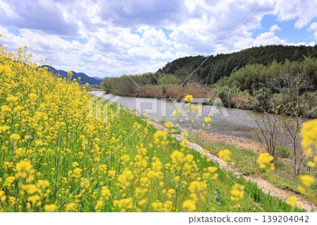 Hoshoji River and rapeseed blossoms 1 Hoshoji River and rapeseed blossoms 1 139204042