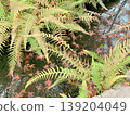Ferns spreading along the waterside and falling autumn leaves 139204049