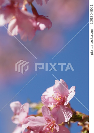 Kawazu cherry blossoms against the blue sky Kawazu cherry blossoms against the blue sky 139204061