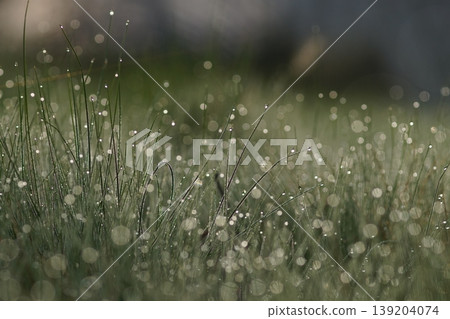 Morning dew shining Morning dew shining 139204074