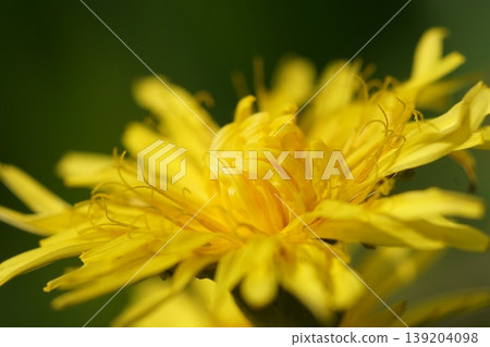 Dandelion flower Dandelion flower 139204098