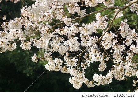 櫻花盛開 櫻花盛開 139204138