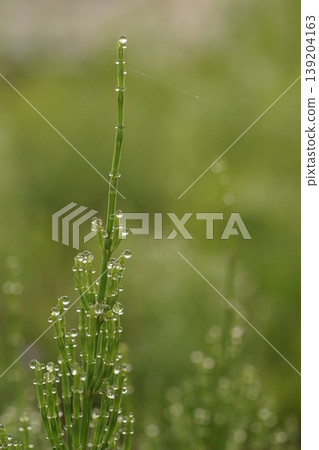 與早晨露水的馬尾 與早晨露水的馬尾 139204163