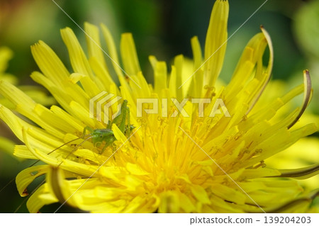 Dandelions and young grasshoppers Dandelions and young grasshoppers 139204203