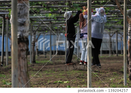 Scenes from work in a vineyard 139204257