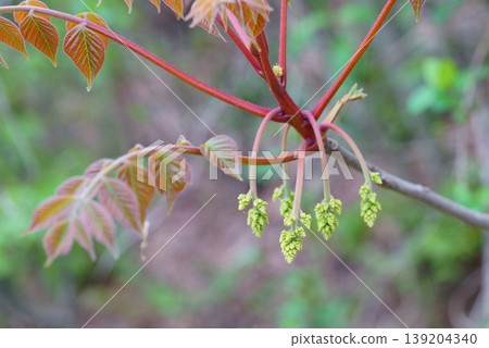 Yama urushi的芽 Yama urushi的芽 139204340