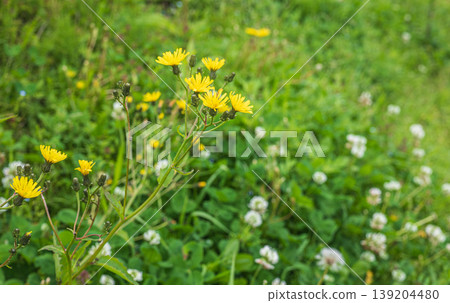 Kouzolina Kouzolina 139204480
