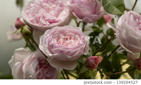 rose 139204527