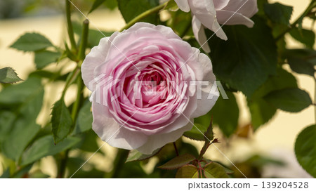 rose 139204528