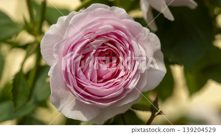 rose 139204529