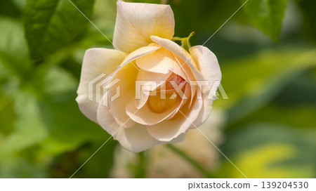 rose 139204530