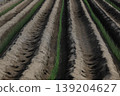 Onion cultivation in sand dunes 139204627