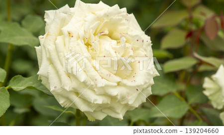 rose rose 139204660