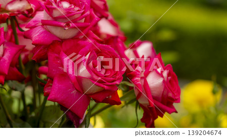 rose 139204674