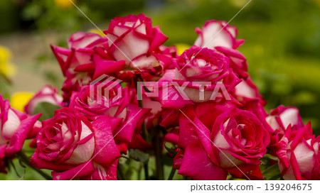 rose 139204675