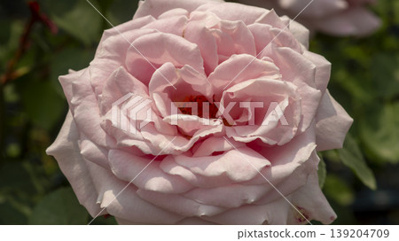 rose rose 139204709