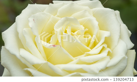 rose 139204713
