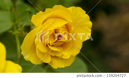 rose rose 139204727