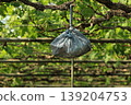 Bags hanging in the vineyard 139204753