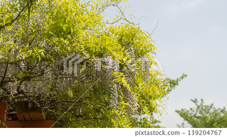 wisteria 139204767