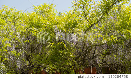 wisteria wisteria 139204768
