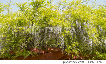 wisteria wisteria 139204769
