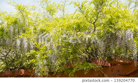 wisteria wisteria 139204770