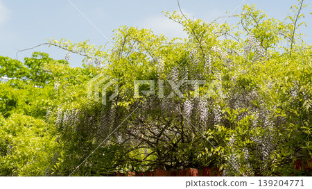 wisteria 139204771